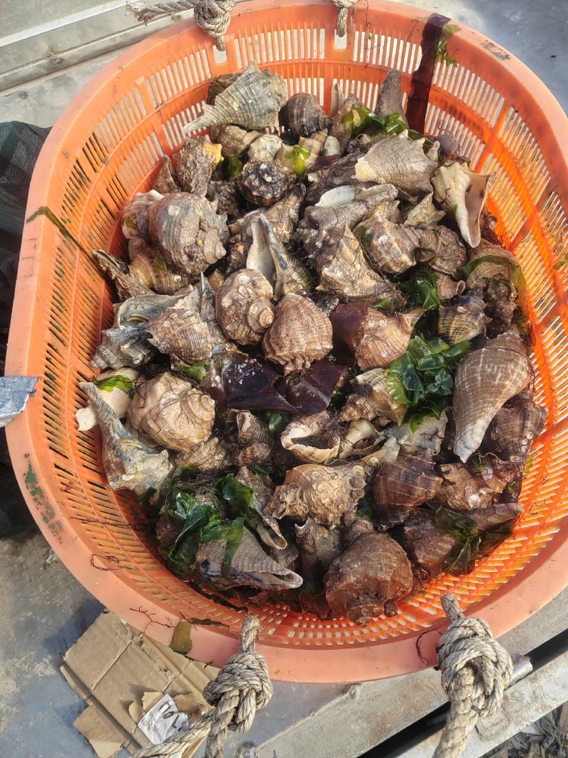 蟹肉盒子一斤装冷冻;活寄居蟹统货当天捕捞发货