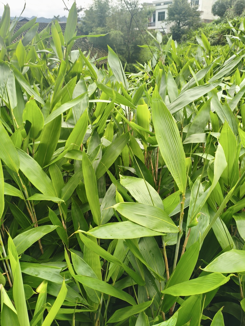 粽叶精品鲜叶，30公分以上长，7-9公分宽