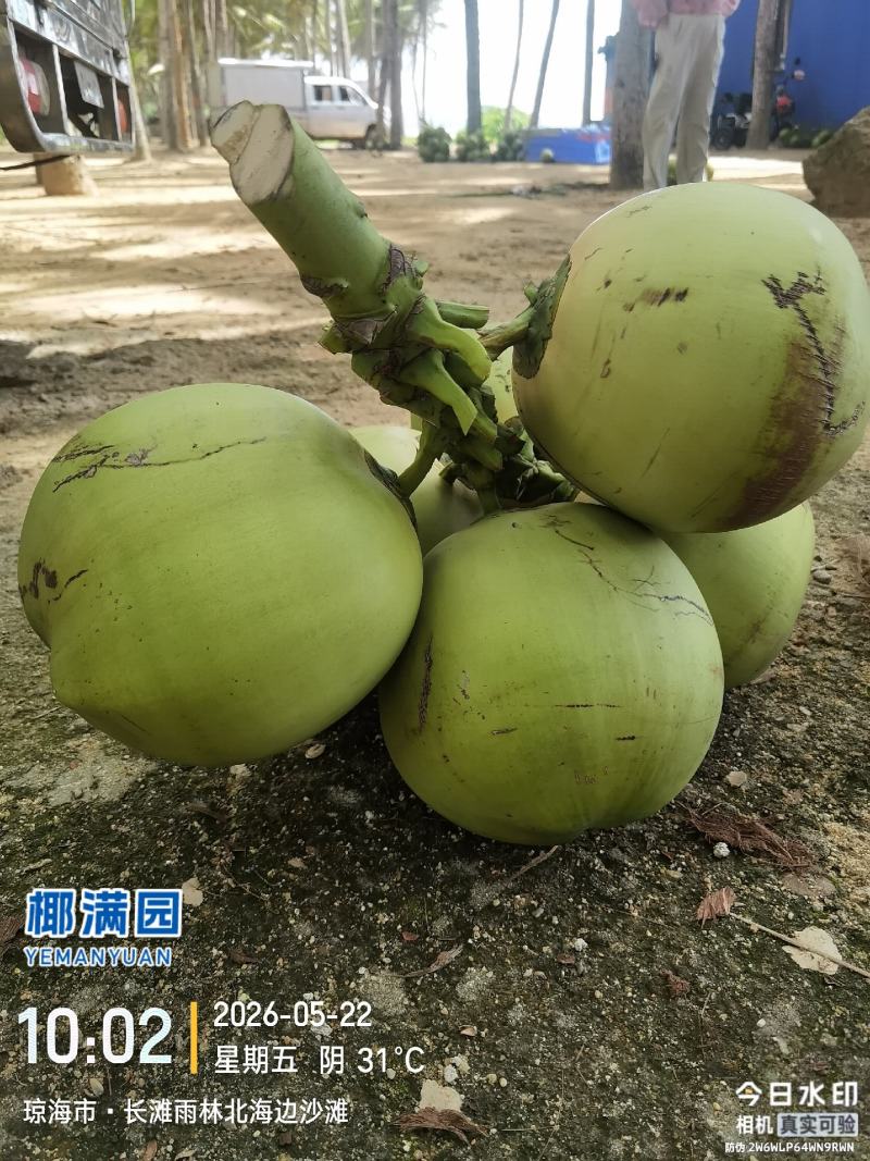 椰子大果