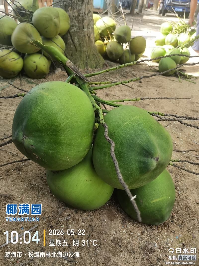 椰子大果