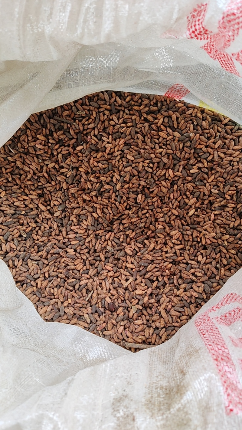 萸肉干货:650元/吨;湿货:340元/吨