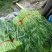 空心菜一把三四斤，通货
