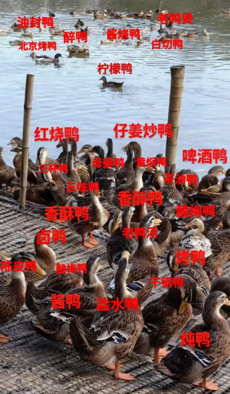 麻鸭粮食养殖180天以上，标准五斤左右。活鸭批发12元/
