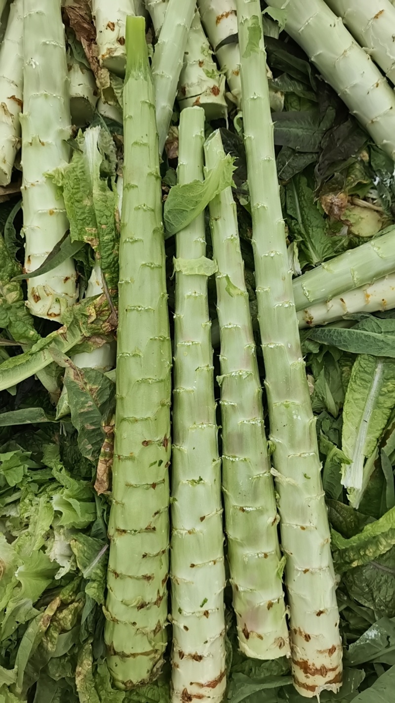 莴苣