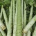 莴苣
