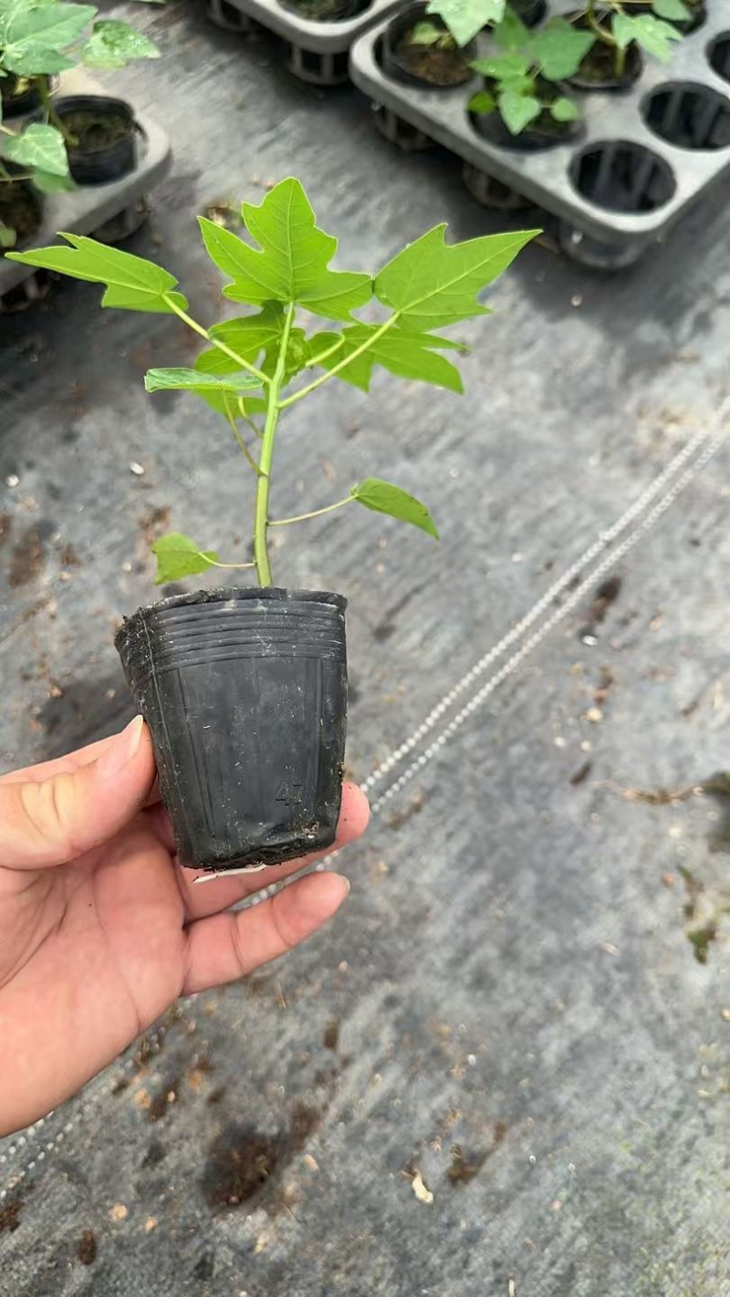木瓜树苗