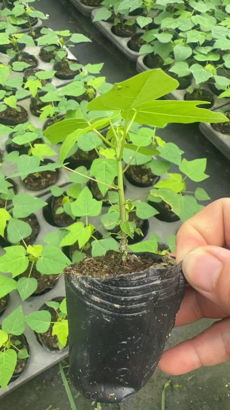 木瓜树苗