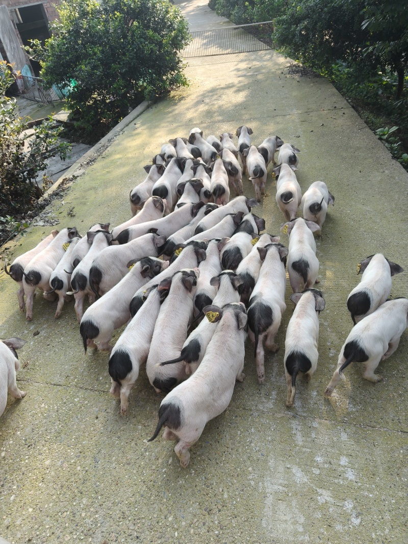 黑猪仔7kg/头，纯种两头乌沙子岭猪、二代黑猪