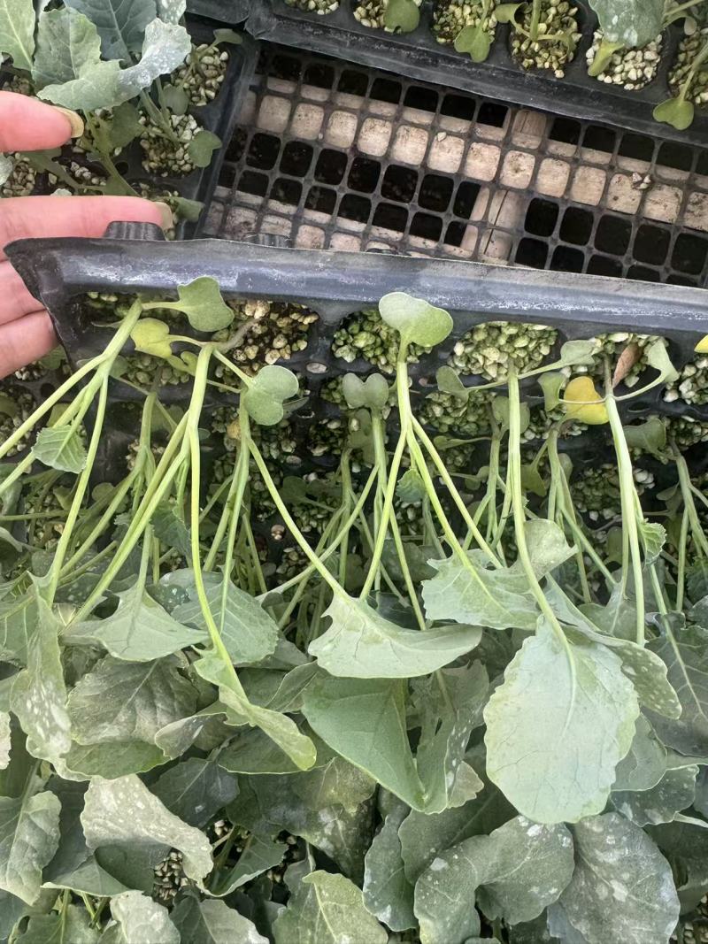 西兰花苗