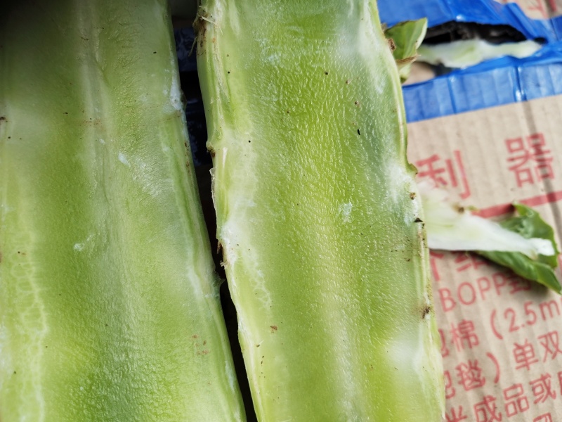 莴苣统货