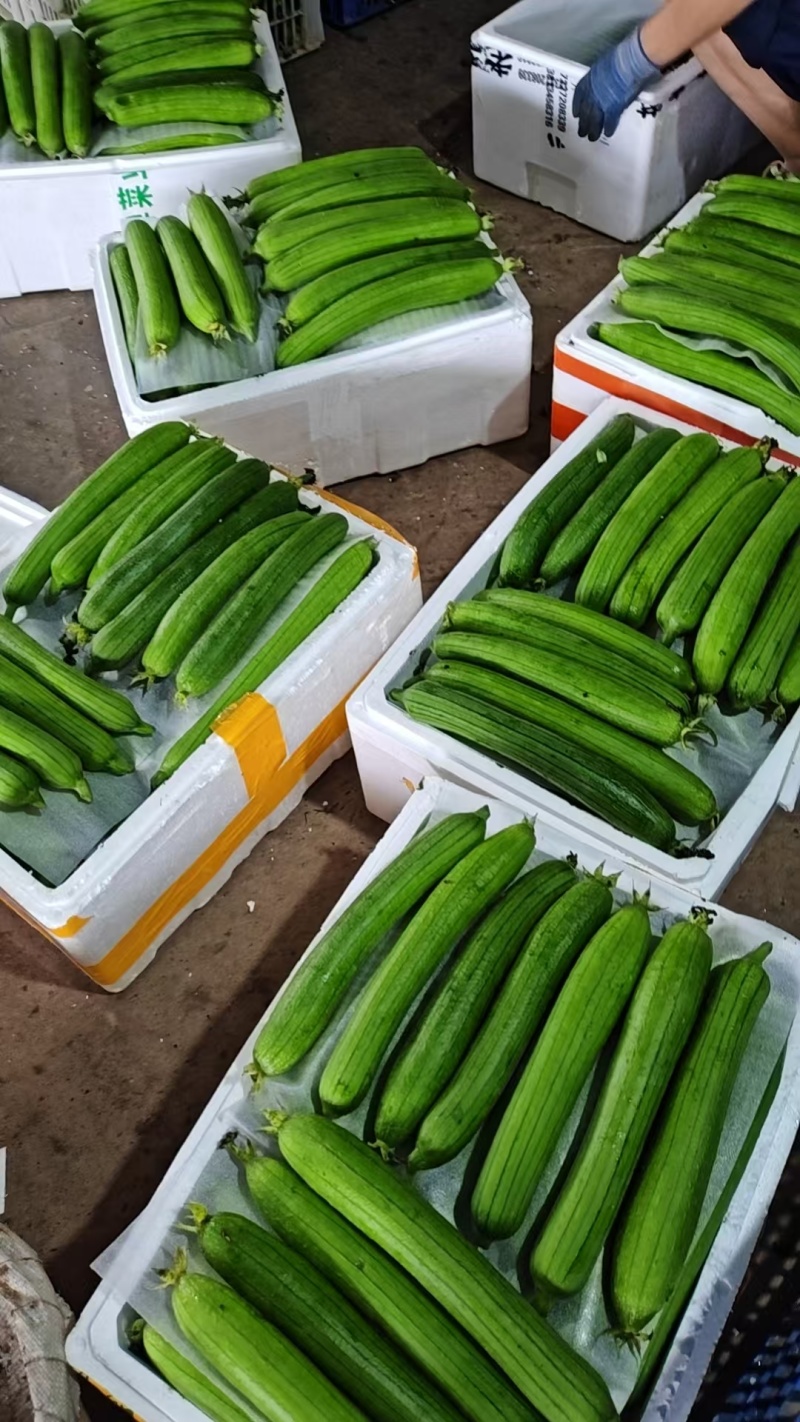油皮丝瓜白丝瓜大量供应欢迎需要的老板咨询订购