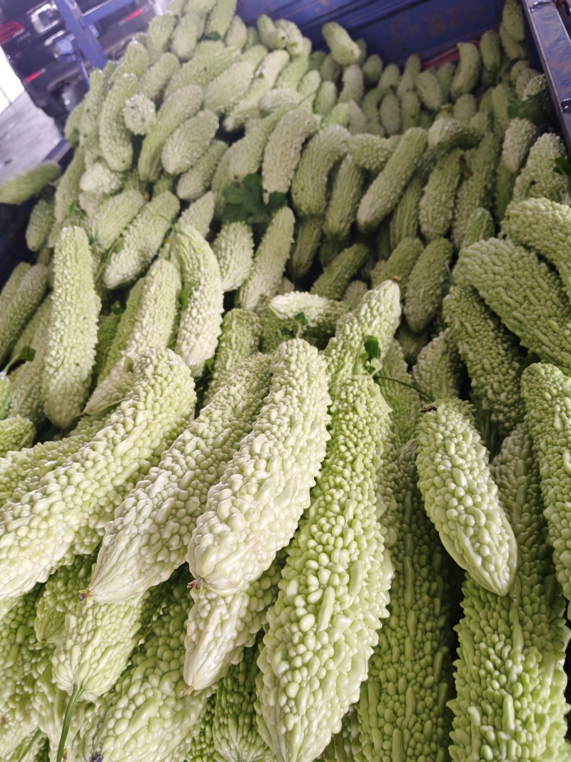 苦瓜