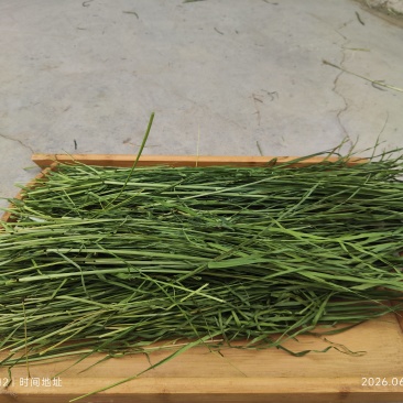 燕麦烘干