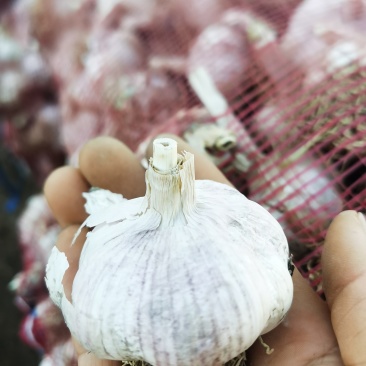 紫皮蒜