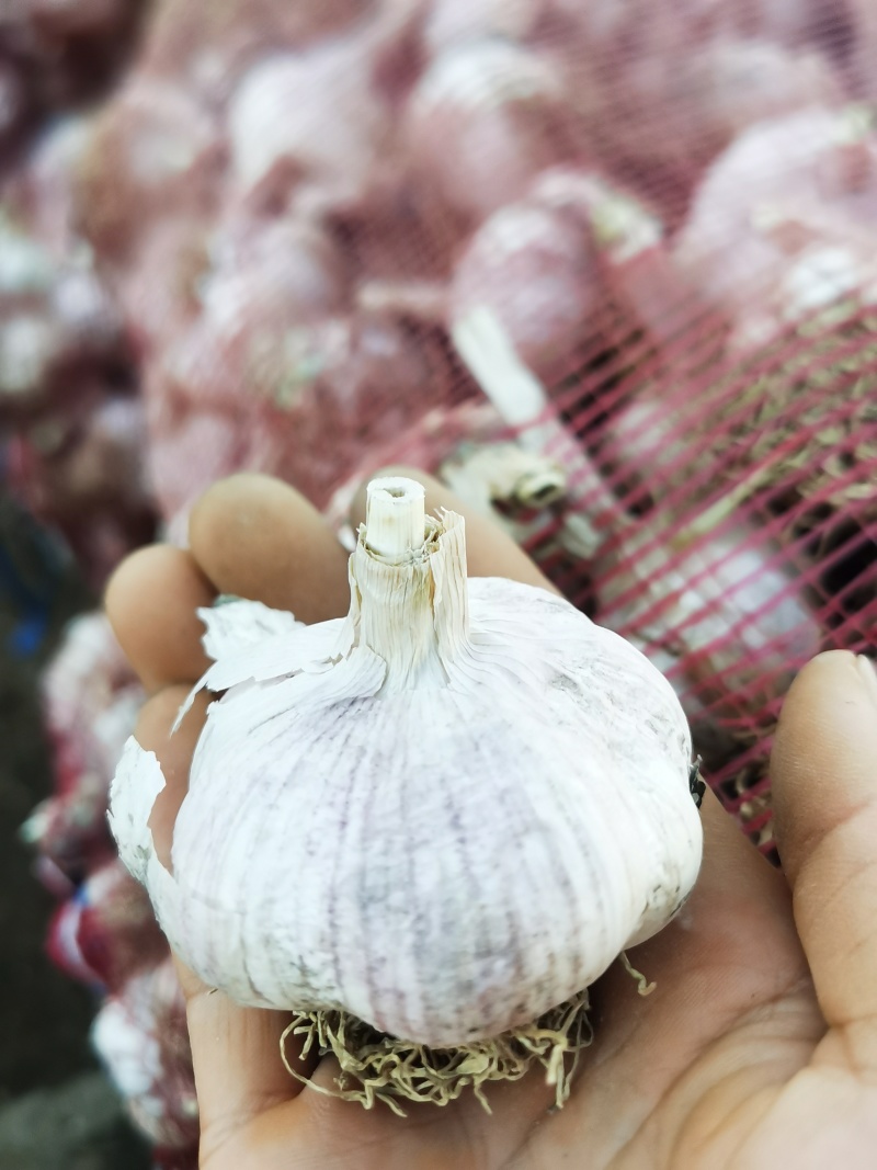 紫皮蒜