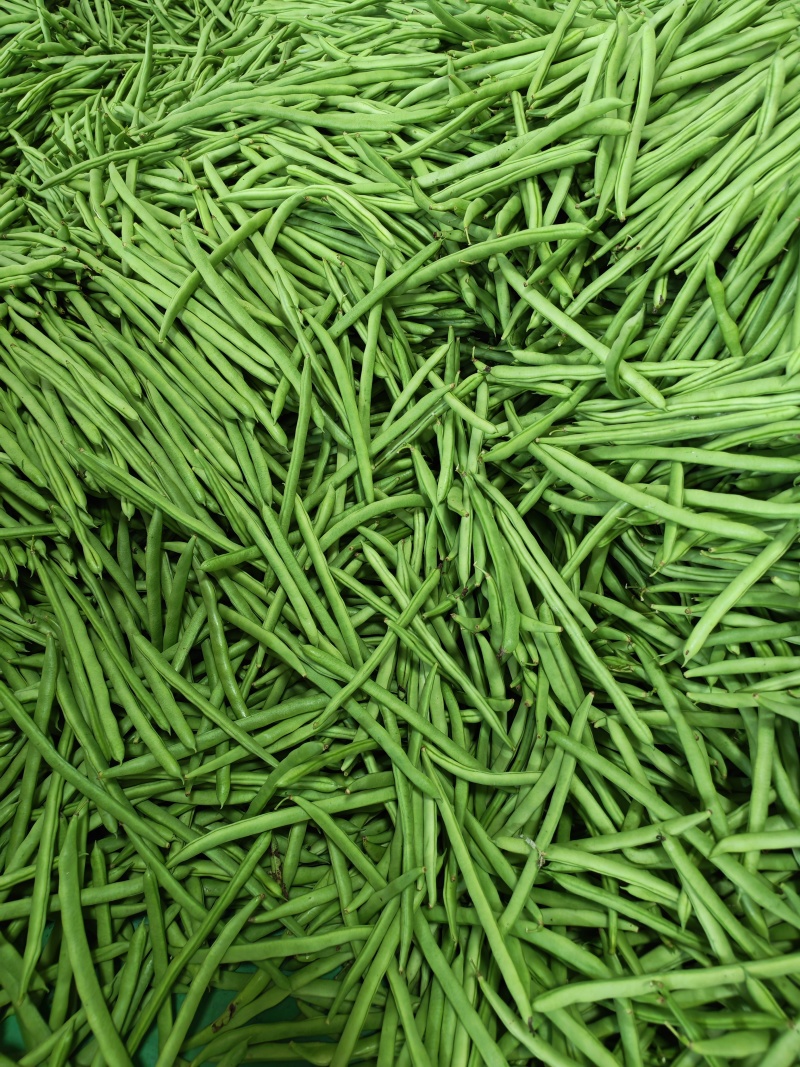 四季豆四季豆