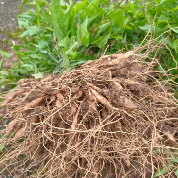 百部优质紫花大叶4个暑起