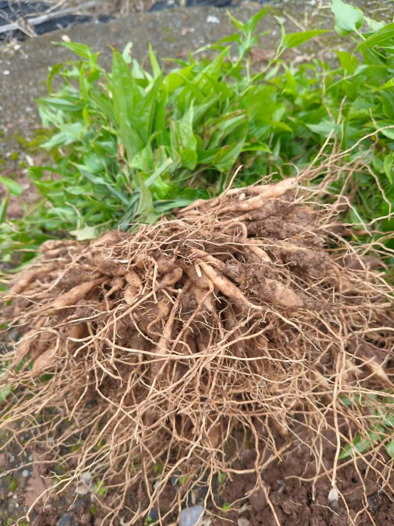 百部优质紫花大叶4个暑起