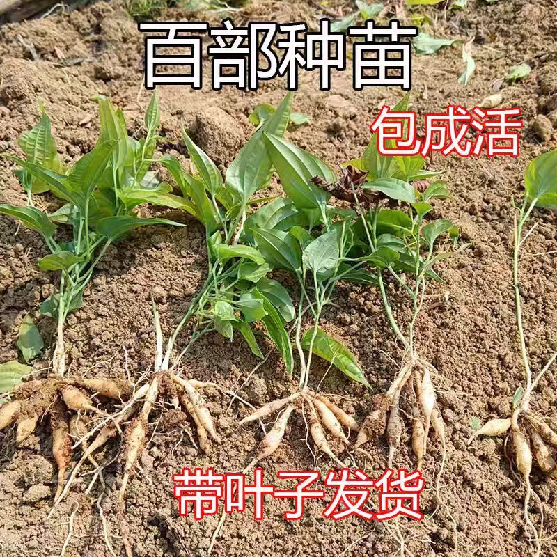 百部优质紫花大叶4个暑起