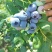 蓝莓统货