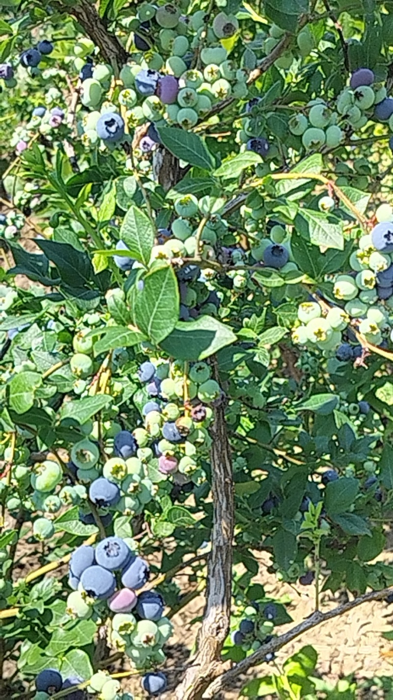 蓝莓统货