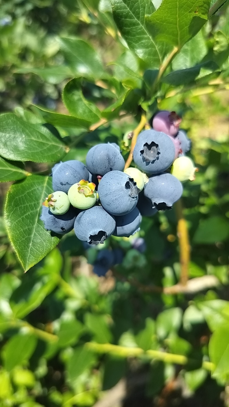 蓝莓统货