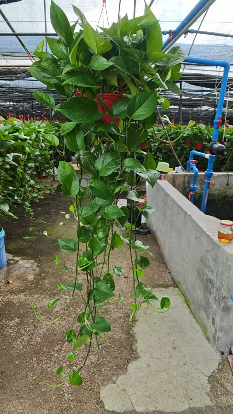 绿萝90杯小盆