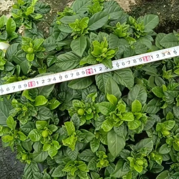 栀子花230型，冠幅40公分，高度40公分