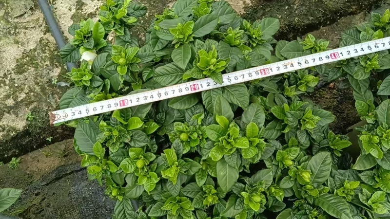 栀子花230型，冠幅40公分，高度40公分