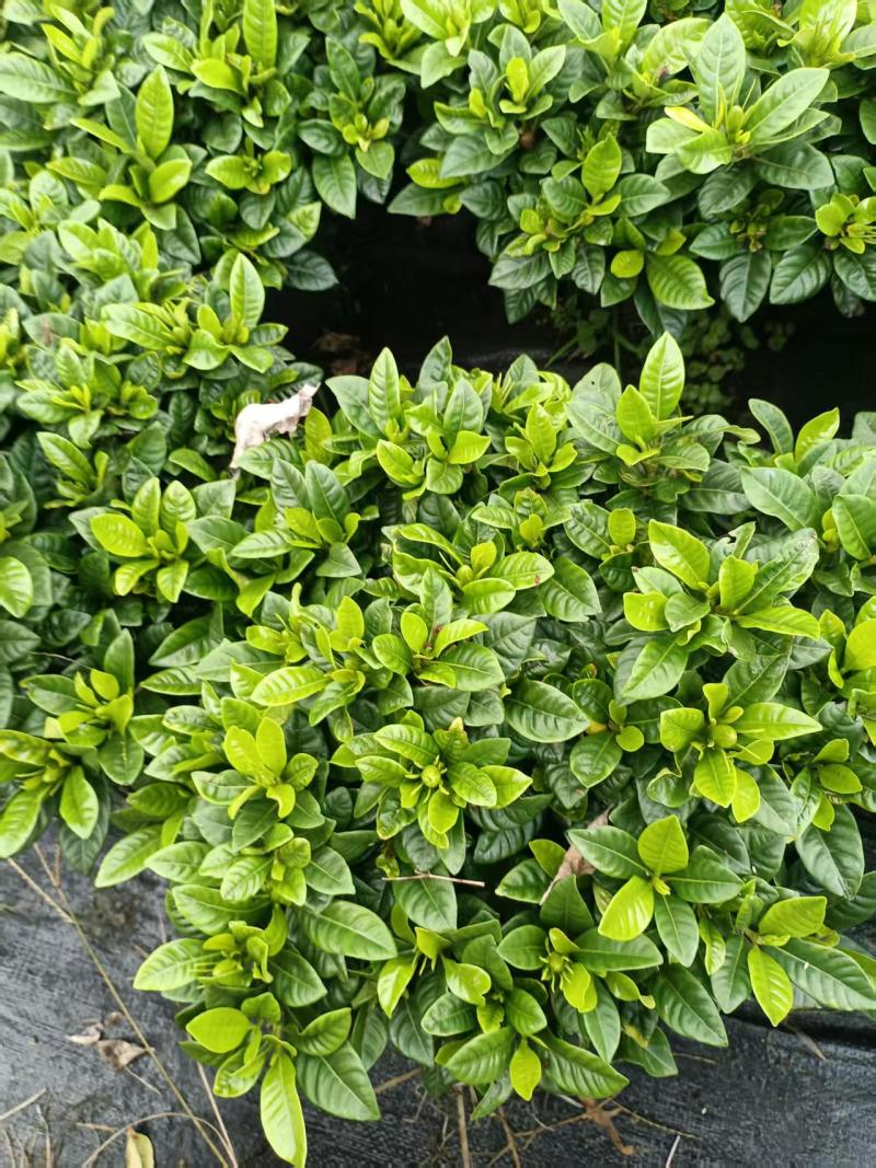 栀子花230型，冠幅40公分，高度40公分