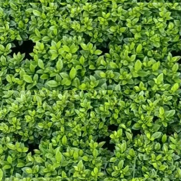 茉莉花250型，冠幅30公分