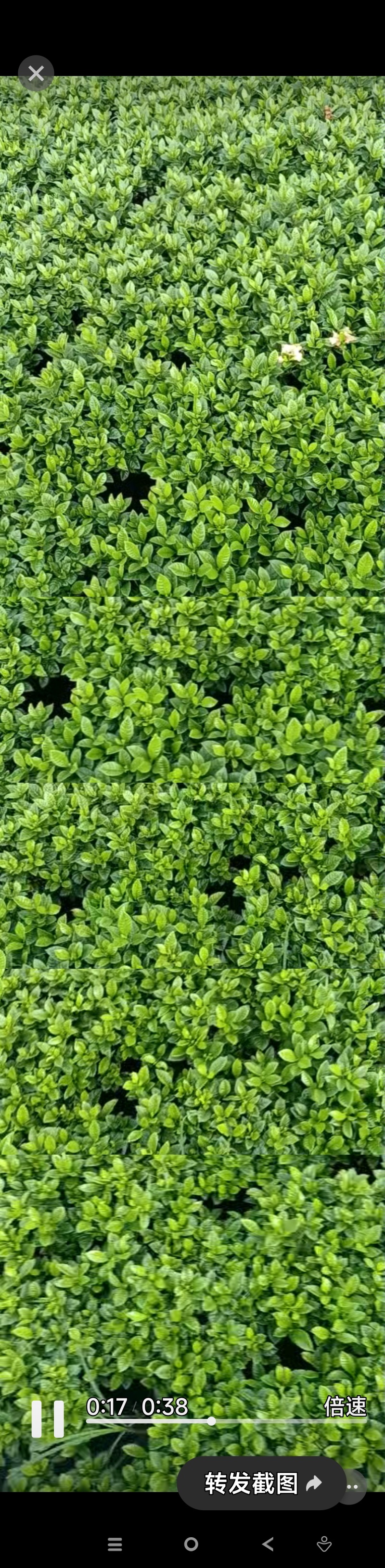 茉莉花250型，冠幅30公分