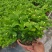 茉莉花250型，冠幅30公分