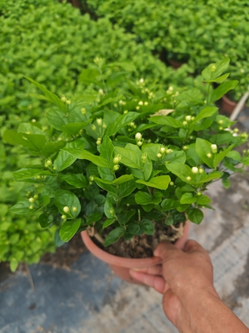 茉莉花250型，冠幅30公分