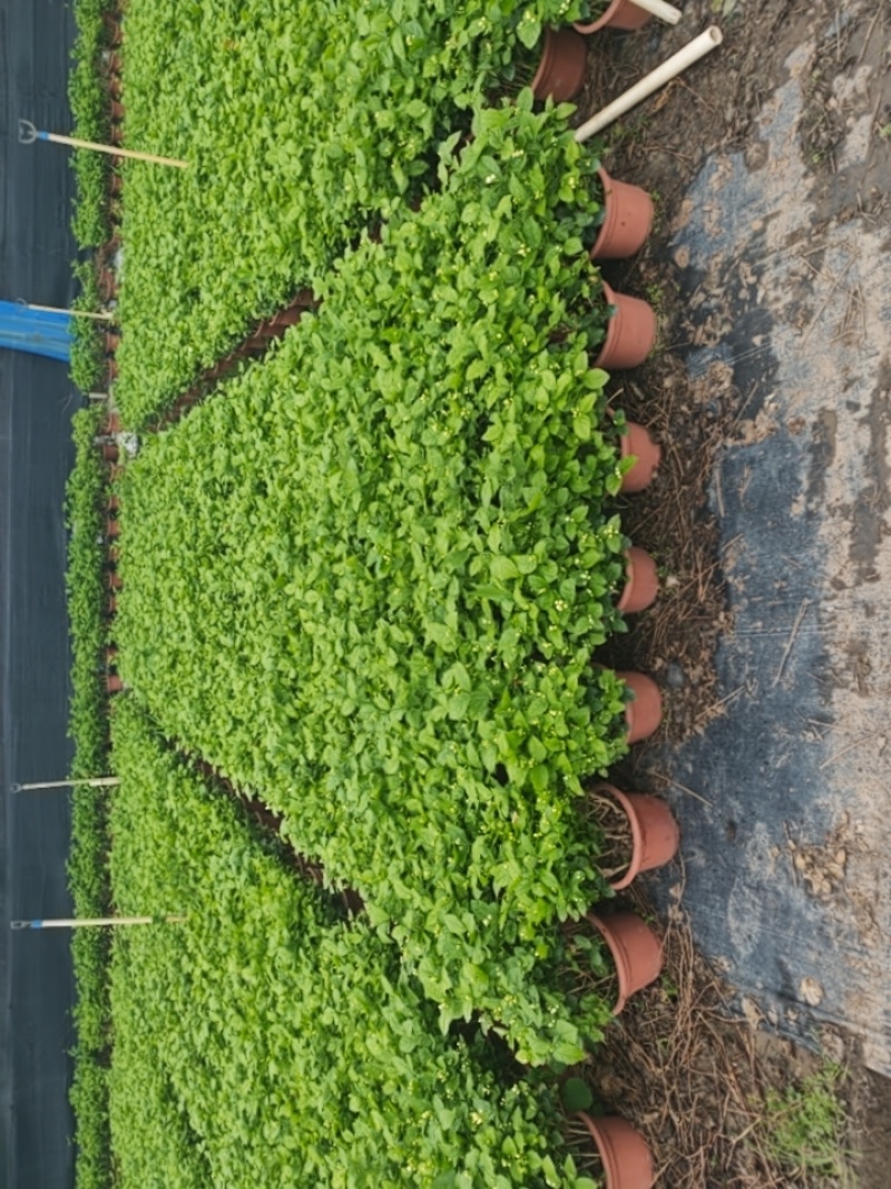 茉莉花250型，冠幅30公分