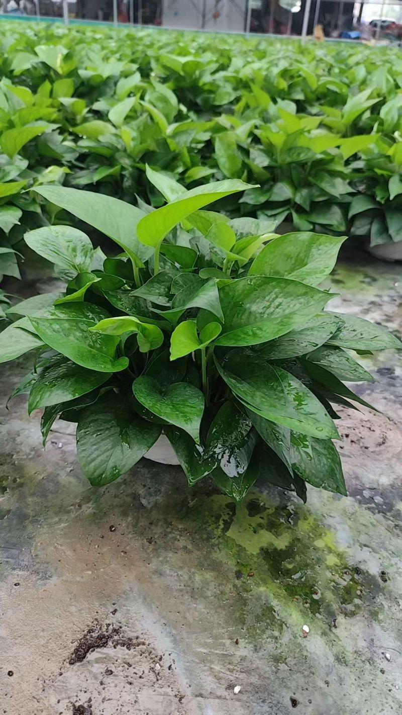 绿萝90杯小盆
