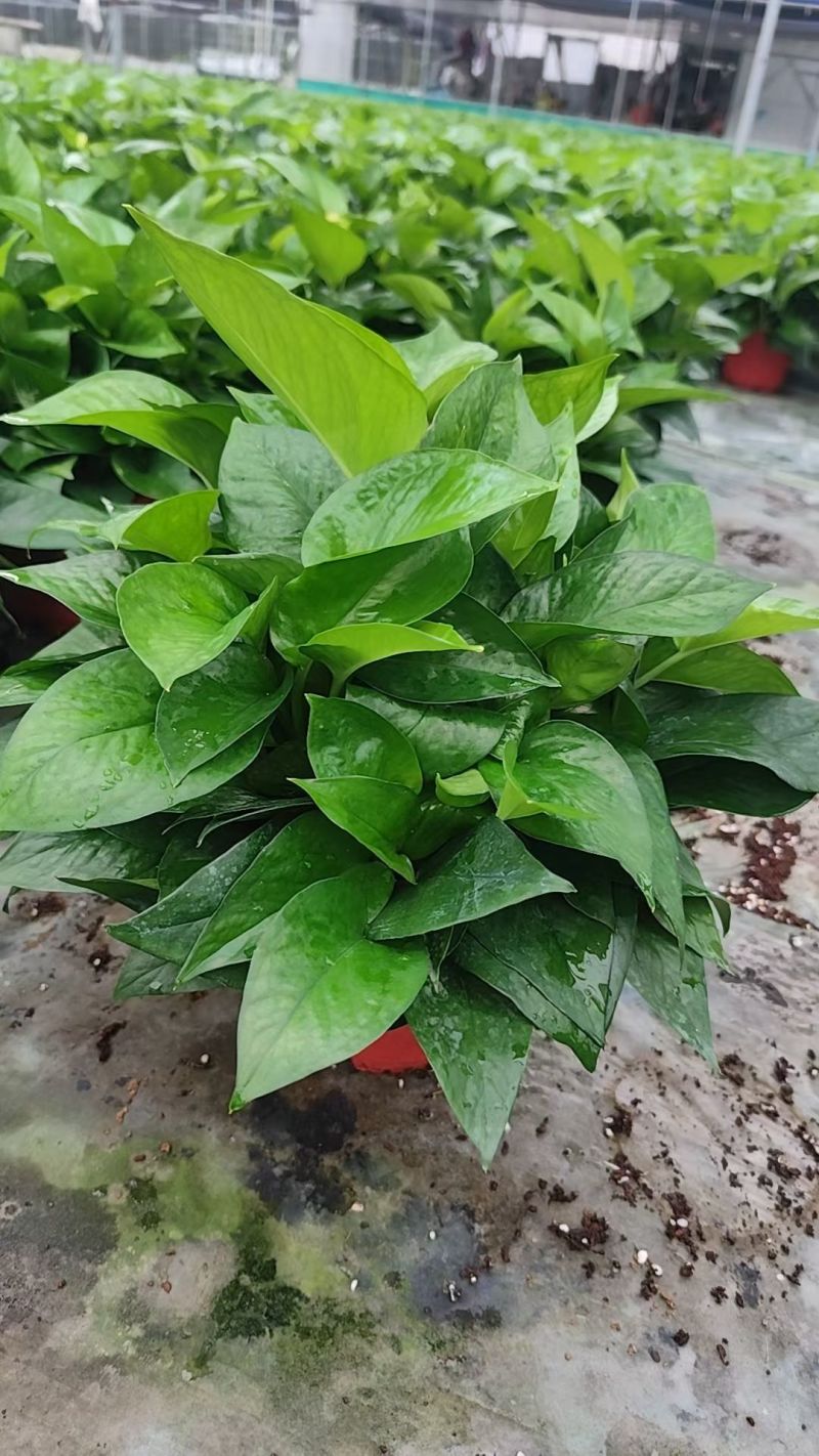 绿萝90杯小盆