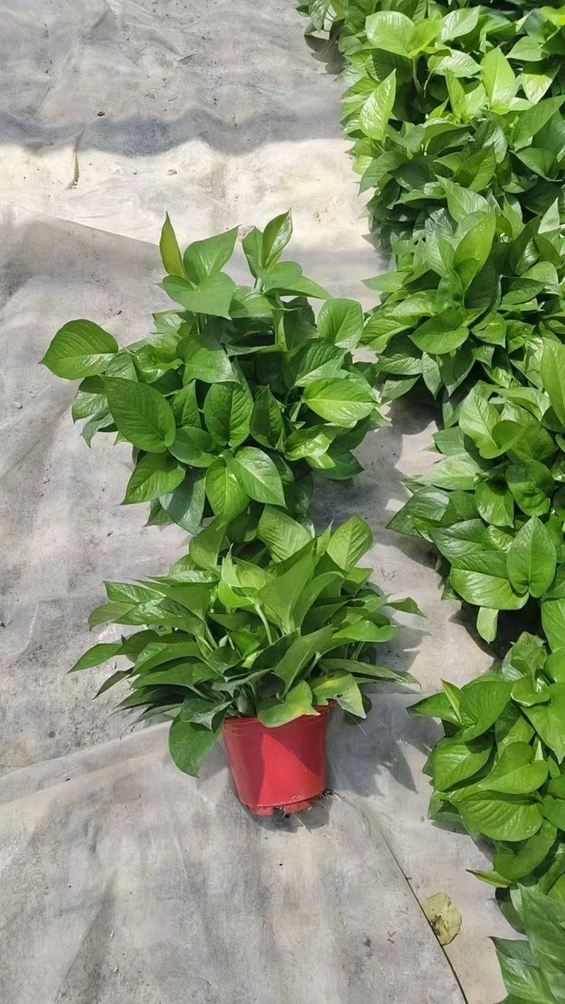 绿萝90杯小盆