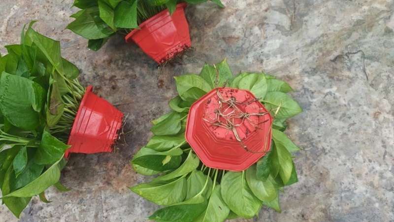 茉莉花250型，冠幅30公分