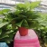 茉莉花250型，冠幅30公分