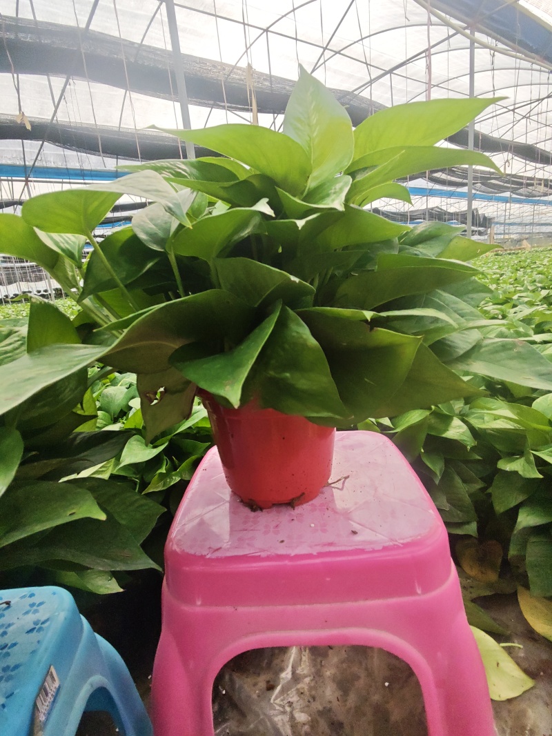 茉莉花250型，冠幅30公分
