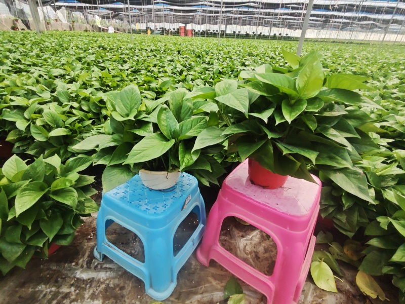茉莉花250型，冠幅30公分