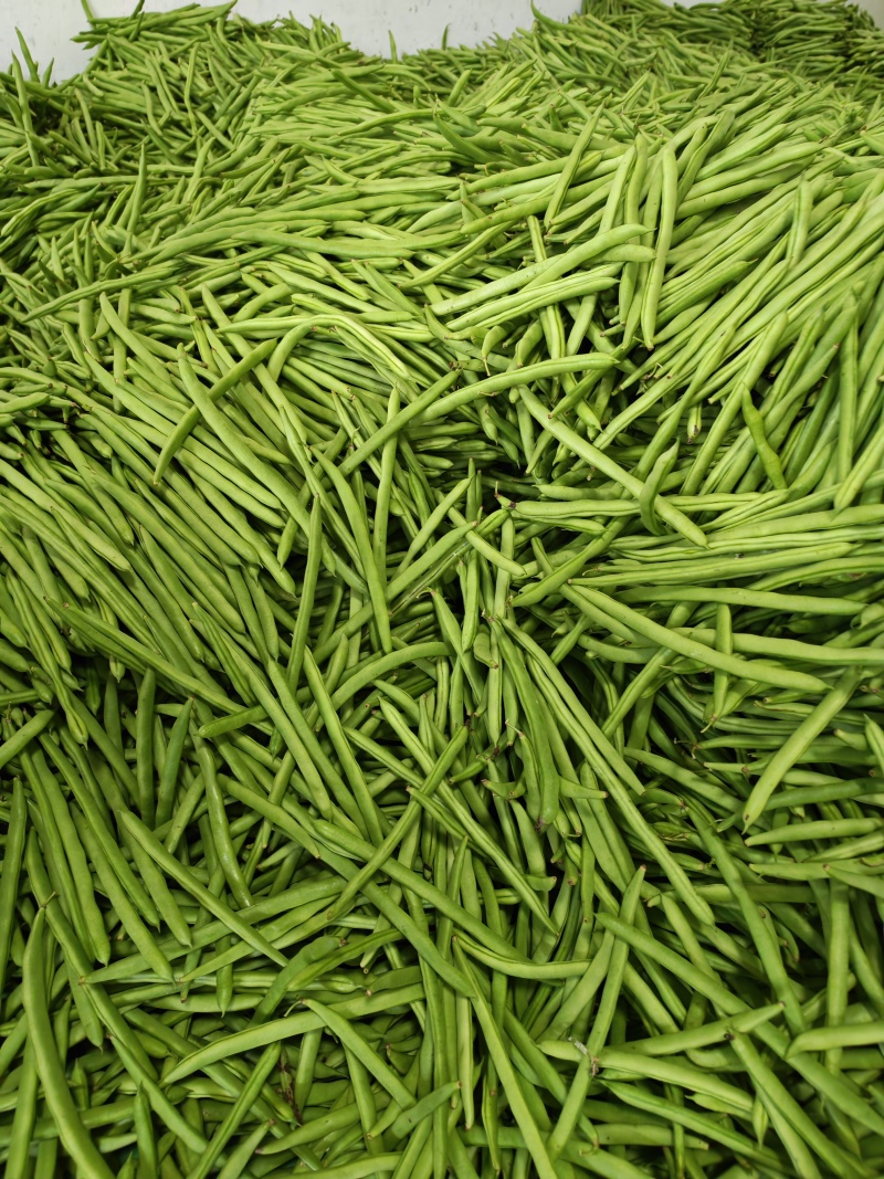 四季豆四季豆