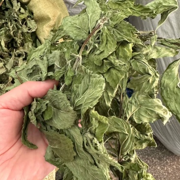 薄荷叶