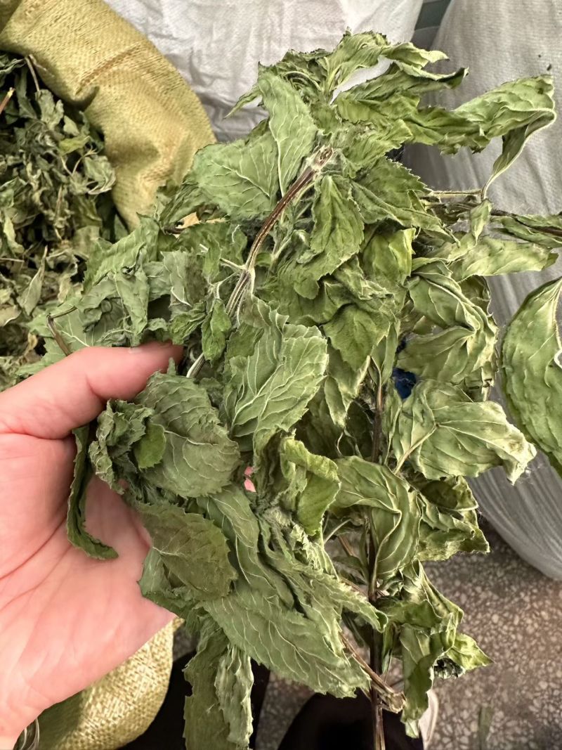 薄荷叶