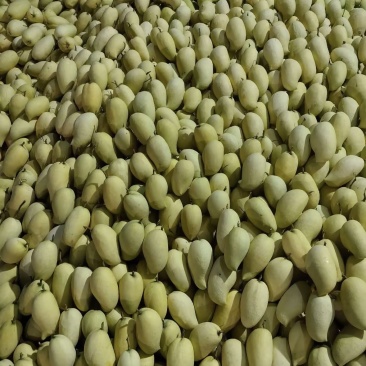 鹰嘴芒果400克起步