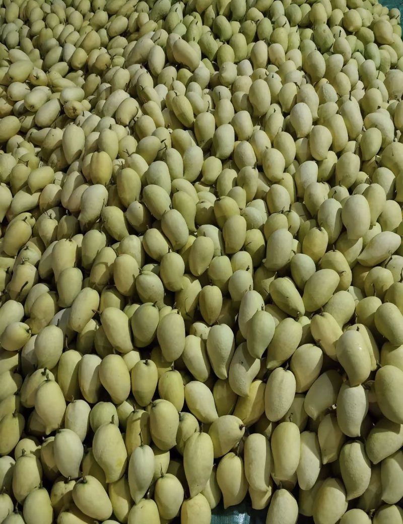 鹰嘴芒果400克起步