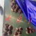 板栗大中小分级