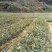 油茶苗20公分起苗