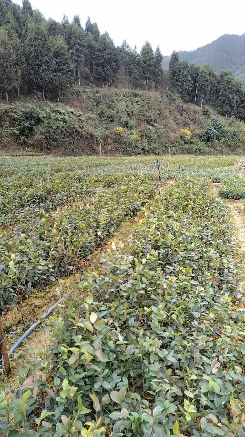 油茶苗20公分起苗